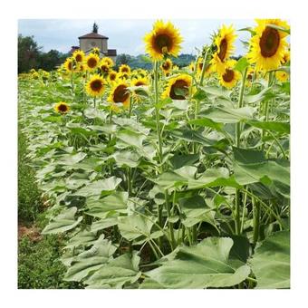 Il Borgo Delle Grazie