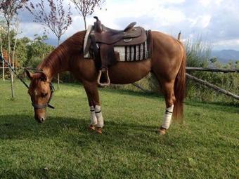 Lisandro Wine Resort Apartments Caserta