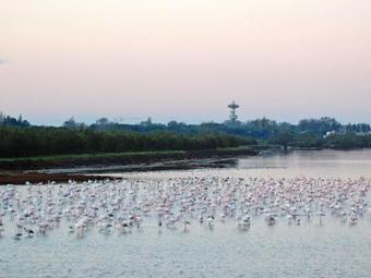 Locazione Turistica Ferienhaus 'albarella' (alr300)