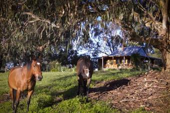 Bluegum Ridge Cottages