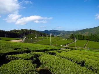 Hostal Sky Tea House