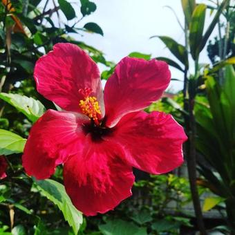 Hostal Imore Amami Minpaku Mura