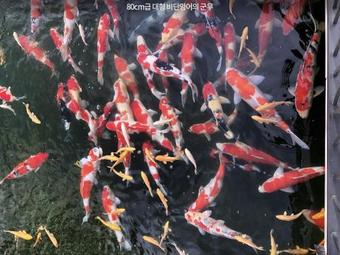 Hotel Pine Forest Jeongseon Alpine Resort