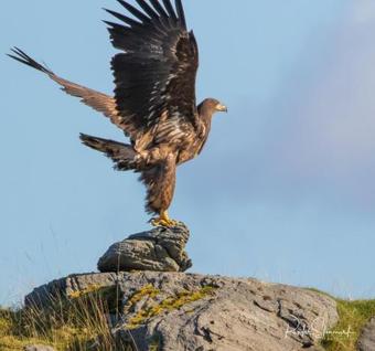 Sandhorn�y Camping