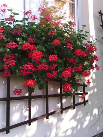 Apartamenty Alexa Old Town Kutno