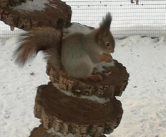 Posada Cave Sorceress Gingemma