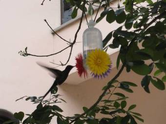 Albergue Fui Surfar Guest House