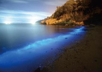 Bed & Breakfast 3 Feet Cat