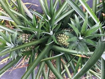 Agroturismo Hulili Farm Cottage