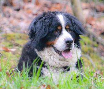 Swiss Woods Bed And Breakfast