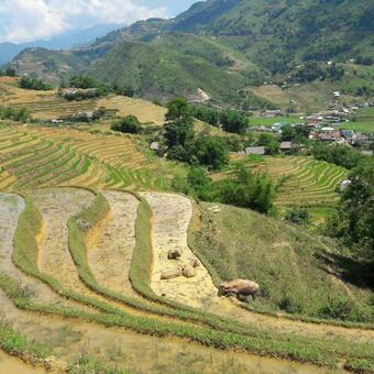 Big Tree Hmong Homestay