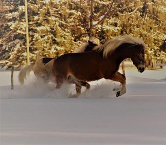 Agroturismo Ferienhof Zum Sagschneider