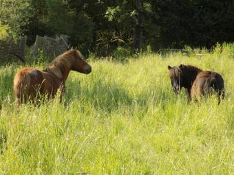 Wigwam De Phileas Fogg
