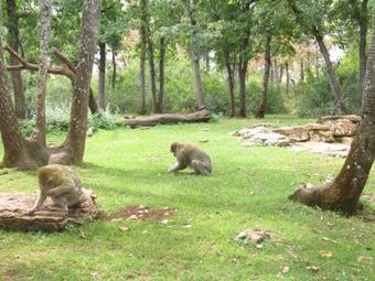 Camping Moulin De Chaules