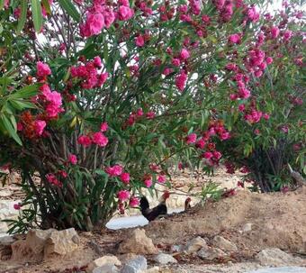 Apartamento Gavdos Studios