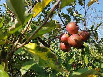 Ladanjska Kuca Maras