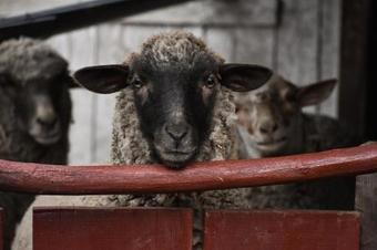 Apartamento Eszti Mama Vend�gh�za