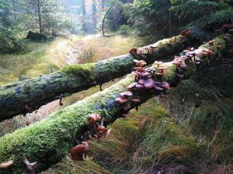 Hostal Kr�uterbaude