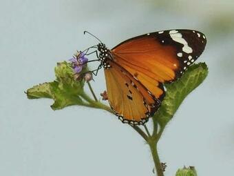 Reena Cottage Villa Bungalow 4