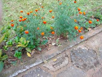 Agroturismo Nelliyampathy Whistling Thrush Bungalow