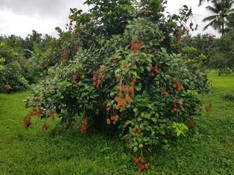 Hostal Clouds Village Farm Resort