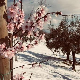 Agroturismo La Collina Degli Ulivi