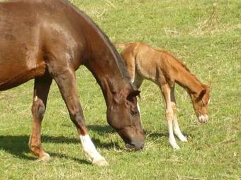 Family Apartments Ristoro Del Cavaliere