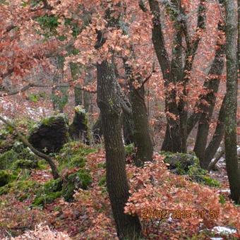Agroturismo Boscoscuro