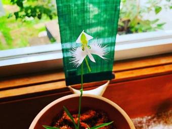 Oogute Kohan Shirasagi So