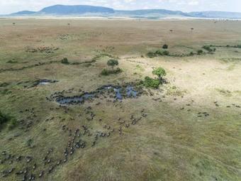 Losokwan Luxury Tented Camp - Maasai Mara