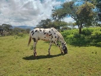 Agroturismo Kilima Kiu Manor