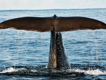 Four-bedroom Holiday Home In Stonglandseidet