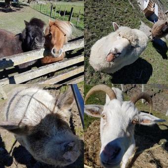 Flat Hills Tourist Park