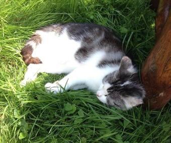 Agroturismo U Macieja