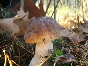 Komfortowe Domki Malutkie Resort