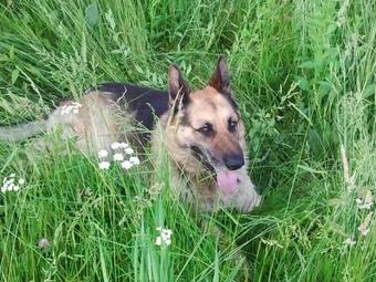 Hostal Pensiunea Bogdan