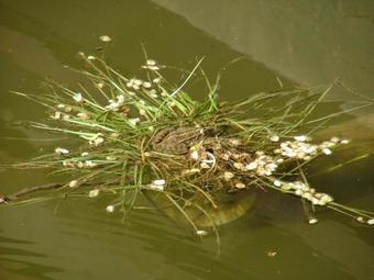 Hostal Paradise Garden -rooms
