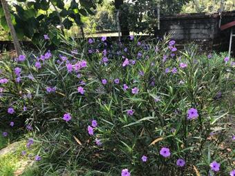 Van Son Garden - Homestay