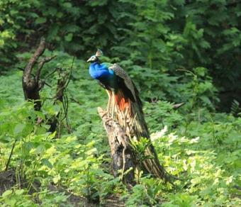 Hotel The Nest Inn Resort