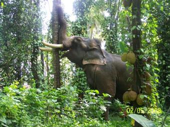 Mundackal Plantation Homestay