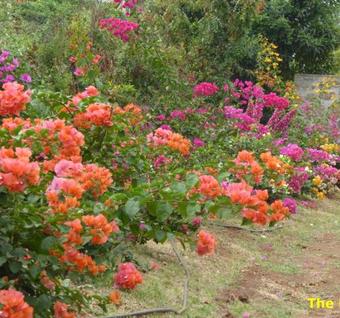 Hostal Cardamom House