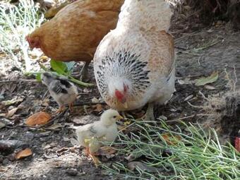 Bed & Breakfast Crux Alpacas
