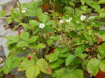 Lodge Chatki Ma?gorzatki