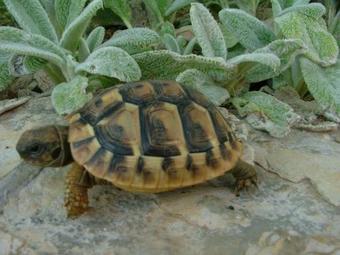Agroturismo Tourist Farm Pri Martinovih