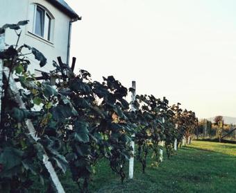 Hostal Musk�tli Vend�gh�z