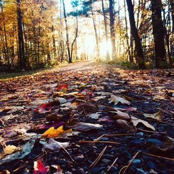 Bed & Breakfast Wooded Retreat