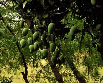 Hotel Prokriti Bon Bungalow