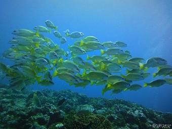 Hotel Mnarani Club & Spa