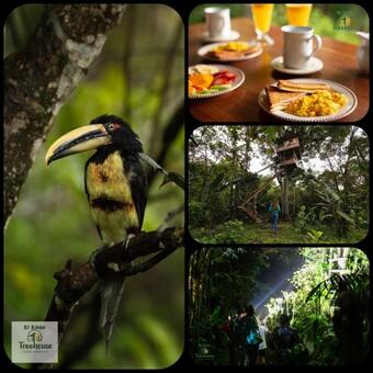 Lodge El Ed�n: Treehouse