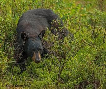 The Mad Musher - Hostel